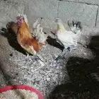 طقم دجاج كويتي