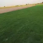ثيل طبيعي سي الفين (C2000) صافي ونقي على الشرط شكل جمالي وخض