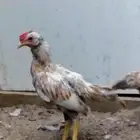 للبيع ثلاث دجاجات وديك قزم