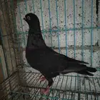 للبيع حمام الكل ب 50 ريال