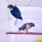 كنيور فايلوت