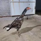 دجاجه سندي للبيع