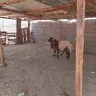 خروف ورخله