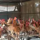 ديك بلدي للبيع