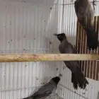 بلابل طايفي