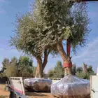 اشجار زيتون معمر ونخل وحمضيات