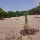 نخيل للبيع بجميع انواعه ومقاساته