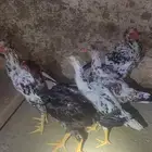 دجاج بكستاني