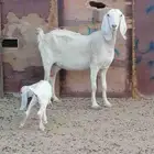 ماعز مصريه للبيع