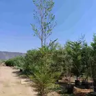اسعار خياليه مشاتل الخيف