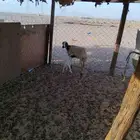 نعجة رفدي خلفه