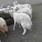 ضان مقاني كفو وجبره
