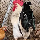 ديك ذيك فرنسي حجم جامبو صحه ونضافه