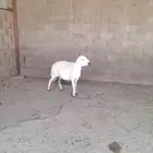 حريتين وحده والد والثانية توها مقروعه