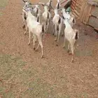 غنم بلدي العدد 10 اتبع 4