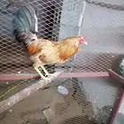 ديك مهجن بين بكستاني وبلدي وثلث دجاج