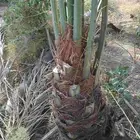 نخل وجثايث القصيم نخل طيب سعرنامعقوله