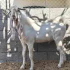 تيوس هولنديه اللي يبي الزين