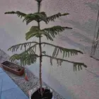 شجرة صنوبر