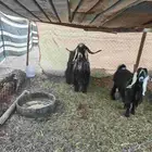 تيس فحل عارضي سديس