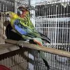 جوز روزيلا تركيب جديد