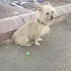 للبيع كلب انثى لعوبه وخاليه من الأمراض العمر مجهول