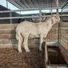 خروف نجدي عيسي