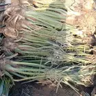 ابو محمد معلم نخيل