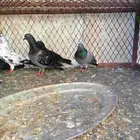 حمام بلدي ودجاجه بلدي