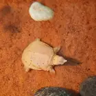 سلحفاة سوفت شيل