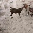 محايليات لون دهم منوه قناي