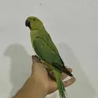 دره هندي اليف