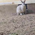 ارنب فرنسي وايطالي البيع