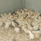 صوص بلدي