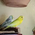 زوج طيور حب لأهل التميز