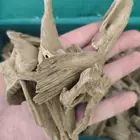 عود مروكي طبيعي حي