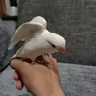 فرخ روز اينو عيون حمر