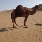 جمل للبيع مشروط ضراب وعشار موقعه املج