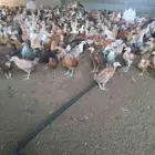 صوص بلدي