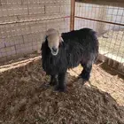 للبيع خروف نجدي فحل