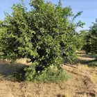 برتقال وتين للبيع وليمون ويوسفي