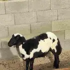 طلي للبيع العمر قريب 4 شهور