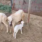 نعجه ثاني بطن تحتها رخله
