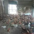 Country chicken for sale