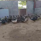 بط شرشيري للذبح