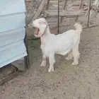 جفره جذعه سمين قافله العمر قريب 8اشهر الموقع ضبوعه