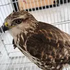 وين اهل الصقور