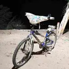 بسكليت كوبرا في ينبع النخل