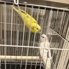 طيور بادجي ( الحب)