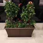 Planting pots of different sizes planting stories natural tu